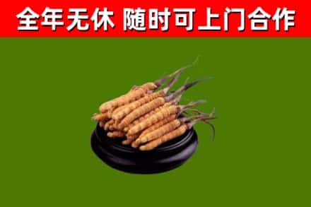 三沙市回收冬虫夏草