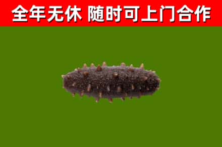 三沙市回收海参干